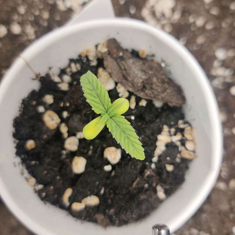 Sour Diesel growlog timeline photo