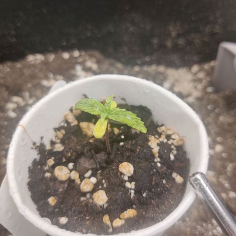 Sour Diesel growlog timeline photo