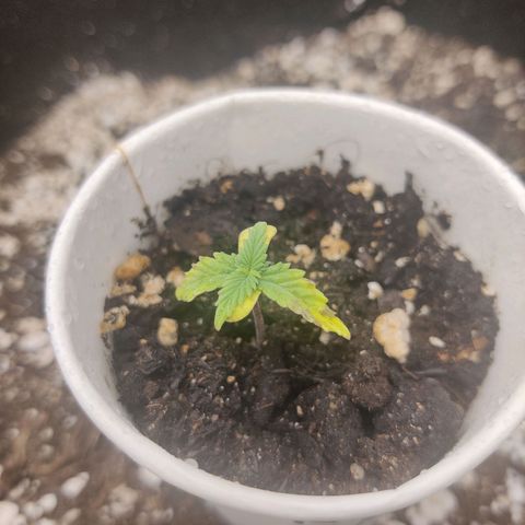 Northern Light Automatic growlog timeline photo