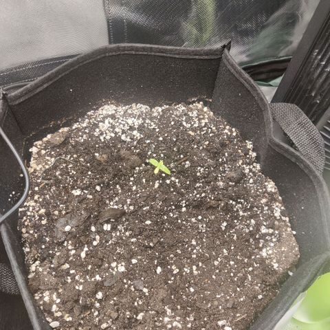 Sour Diesel growlog photo: Moved to a big pot to see if it helps with stunt growth