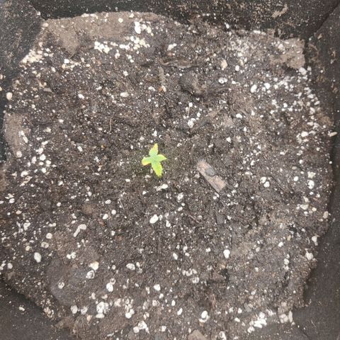 Northern Light Automatic growlog photo: Moved to a bigger pot to see id it helps with stunted growth