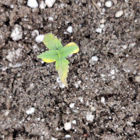 Northern Light Automatic growlog photo: No new growth visible for days, leafs turning brown, no idea what happened but she might die