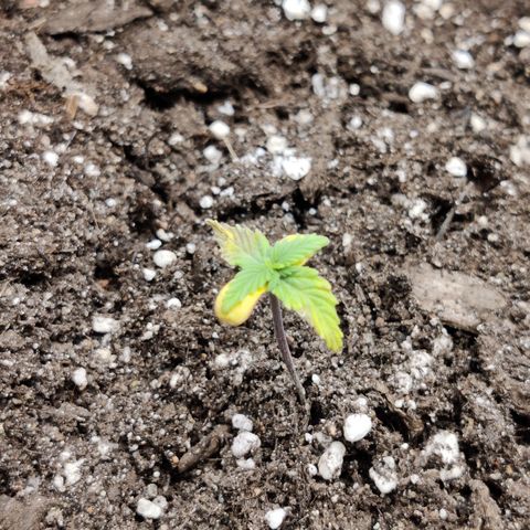 Northern Light Automatic growlog photo: No new growth visible for days, leafs turning brown, no idea what happened but she might die