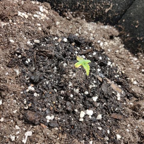 Northern Light Automatic growlog photo: No new growth visible for days, leafs turning brown, no idea what happened but she might die