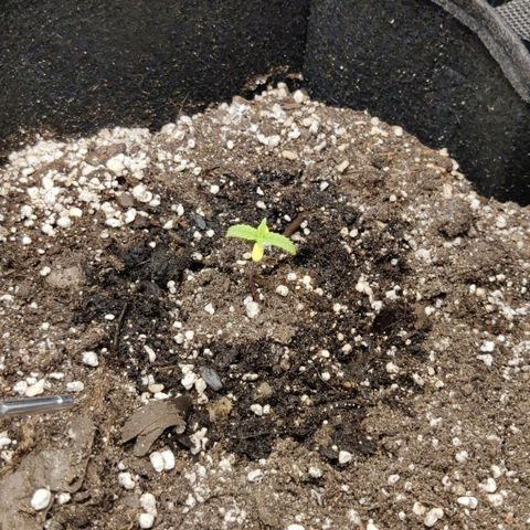 Sour Diesel growlog photo: Little leafs turned yellow. She has not grown for days, atleast she is still up. We have to see if she survives her depression.