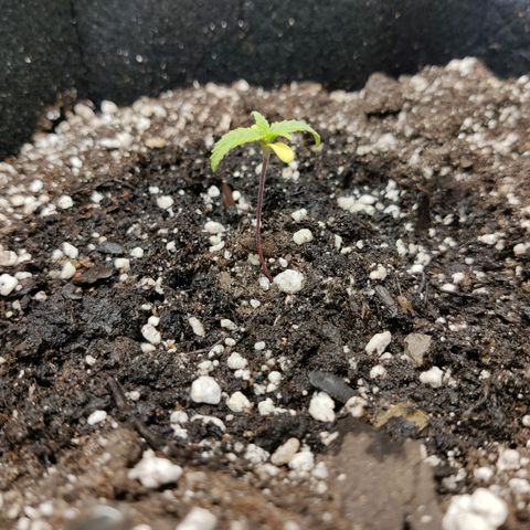 Sour Diesel growlog photo: Little leafs turned yellow. She has not grown for days, atleast she is still up. We have to see if she survives her depression.