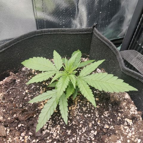Sour Diesel growlog photo: Daisy doing goooood