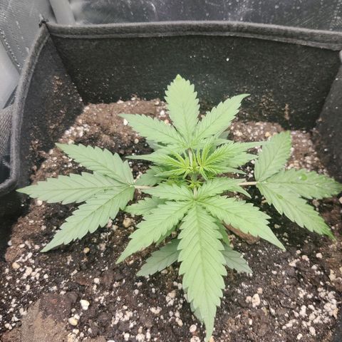 Northern Light Automatic growlog photo: North doing goood, rescued her and her sister with "Root It!" food. 