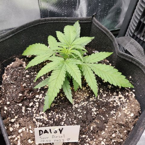 Sour Diesel growlog photo: Went back to 50% dim with light lower