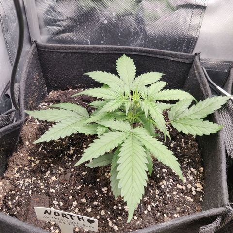 Northern Light Automatic growlog photo: Went back to 50% dim with light lower