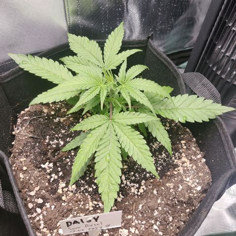 Sour Diesel growlog timeline photo