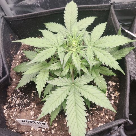 Northern Light Automatic growlog timeline photo