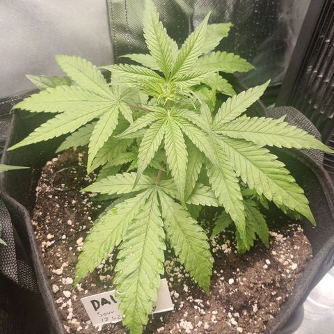 Sour Diesel growlog timeline photo