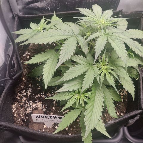 Northern Light Automatic growlog timeline photo