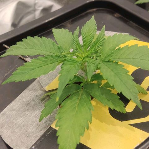 Hydroponia Mimosa fv  growlog timeline photo