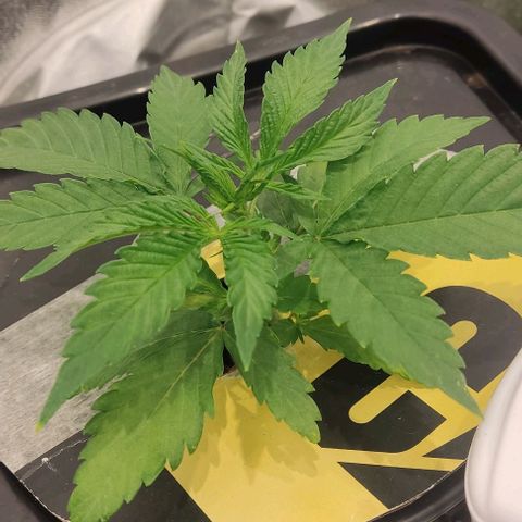 Hydroponia Mimosa fv  growlog timeline photo