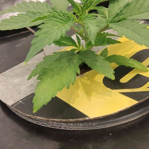 Hydroponia Mimosa fv  growlog timeline photo