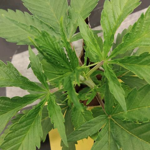 Hydroponia Mimosa fv  growlog timeline photo