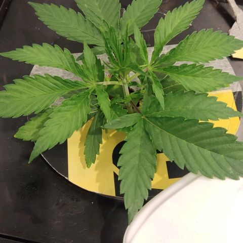 Hydroponia Mimosa fv  growlog timeline photo