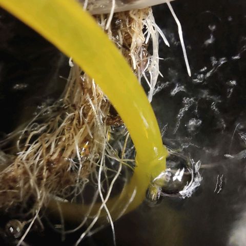 Hydroponia Mimosa fv  growlog timeline photo
