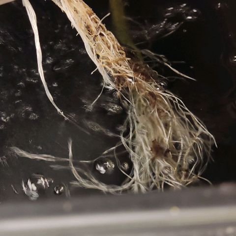 Hydroponia Mimosa fv  growlog timeline photo