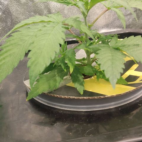 Hydroponia Mimosa fv  growlog timeline photo
