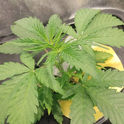 Hydroponia Mimosa fv  growlog timeline photo