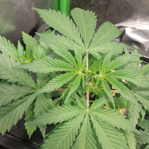 Hydroponia Mimosa fv  growlog timeline photo