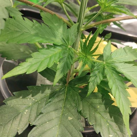 Hydroponia Mimosa fv  growlog timeline photo