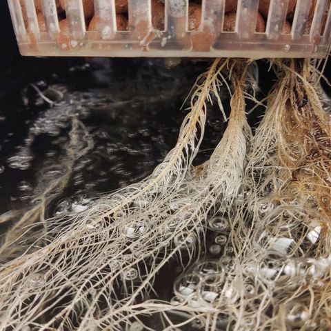 Hydroponia Mimosa fv  growlog photo: Observó un color extraño en las parte de la raíz que anteriormente estaba en tierra, cabe destacar que la planta no presenta ningún signo de carencias 