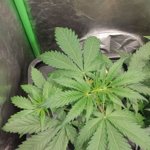Hydroponia Mimosa fv  growlog timeline photo