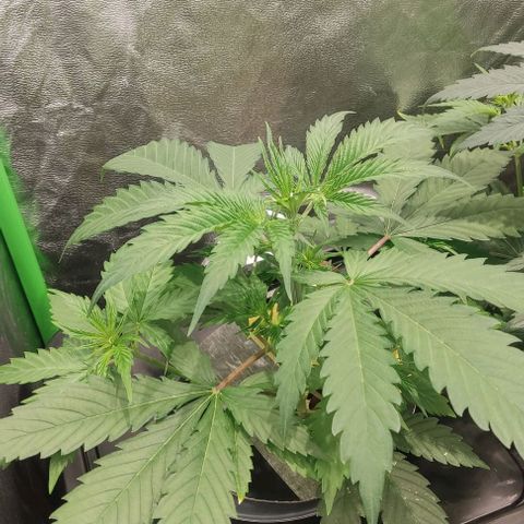Hydroponia Mimosa fv  growlog timeline photo