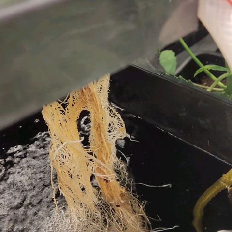 Hydroponia Mimosa fv  growlog timeline photo
