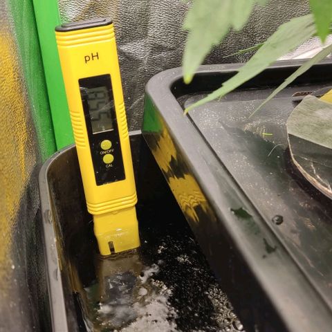Hydroponia Mimosa fv  growlog timeline photo