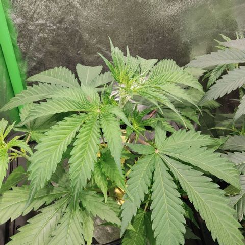 Hydroponia Mimosa fv  growlog timeline photo