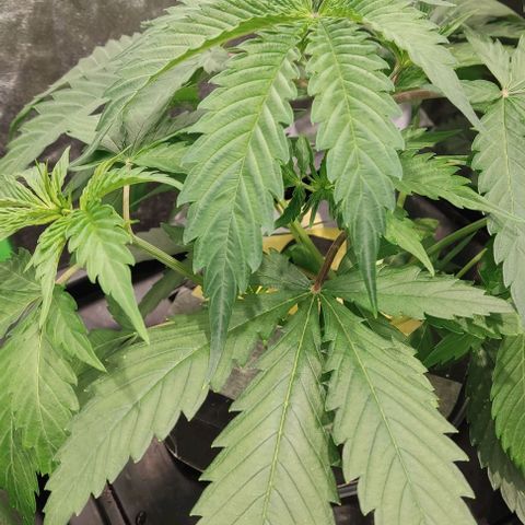 Hydroponia Mimosa fv  growlog timeline photo