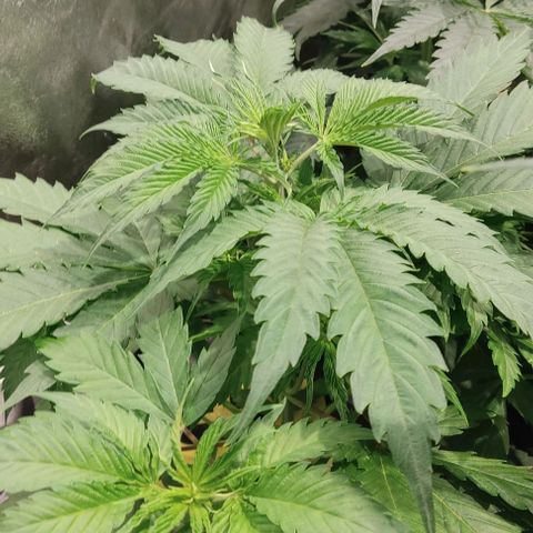 Hydroponia Mimosa fv  growlog timeline photo