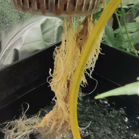 Hydroponia Mimosa fv  growlog timeline photo
