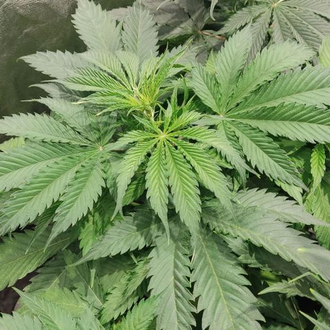 Hydroponia Mimosa fv  growlog photo: Se agrega 2 lt de agua de lluvia, 10 ml hesi crecimiento. 3g de monter grow pro grotek ppm 800 aprox 