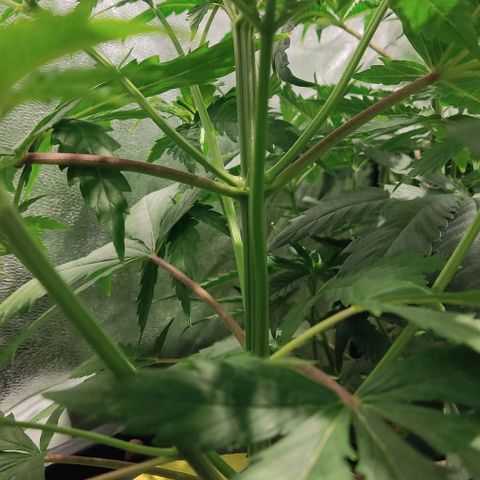 Hydroponia Mimosa fv  growlog photo: Se agrega 2 lt de agua de lluvia, 10 ml hesi crecimiento. 3g de monter grow pro grotek ppm 800 aprox 