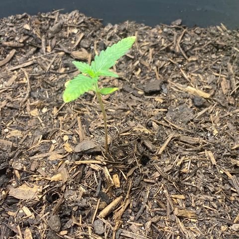 Banana Purple Punch Auto growlog timeline photo