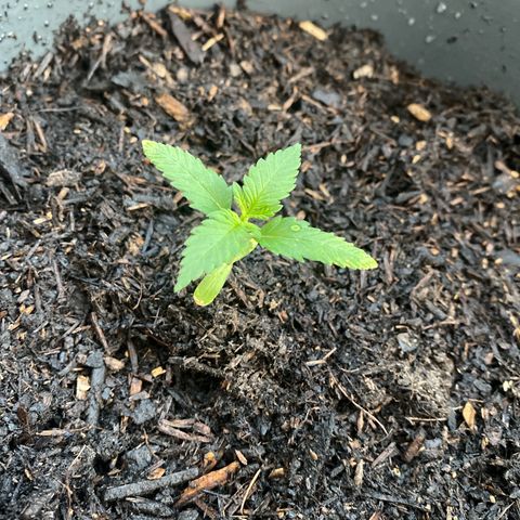 Banana Purple Punch Auto growlog timeline photo