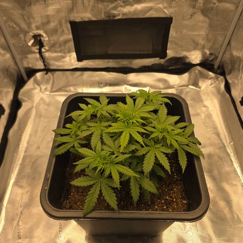 EPIC BUZZ AUTO growlog timeline photo