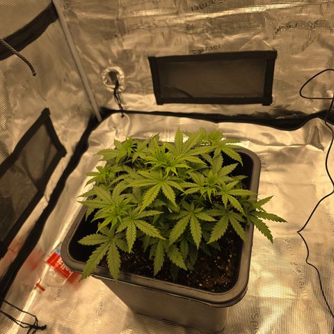EPIC BUZZ AUTO growlog timeline photo