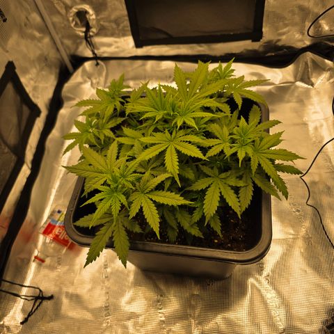 EPIC BUZZ AUTO growlog timeline photo