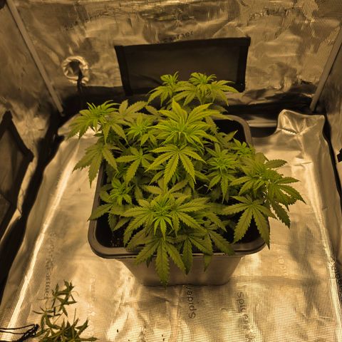 EPIC BUZZ AUTO growlog timeline photo