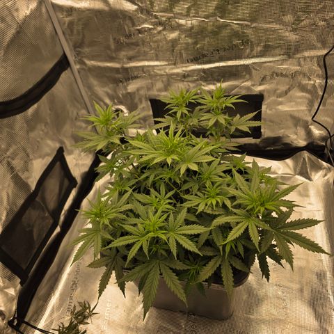 EPIC BUZZ AUTO growlog timeline photo