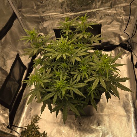 EPIC BUZZ AUTO growlog timeline photo
