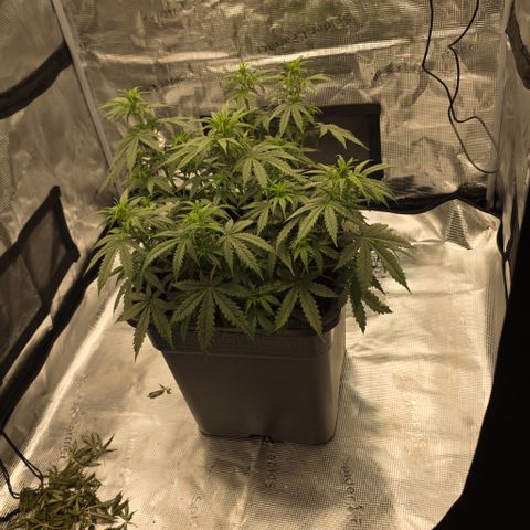 EPIC BUZZ AUTO growlog timeline photo