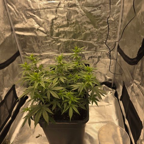 EPIC BUZZ AUTO growlog timeline photo